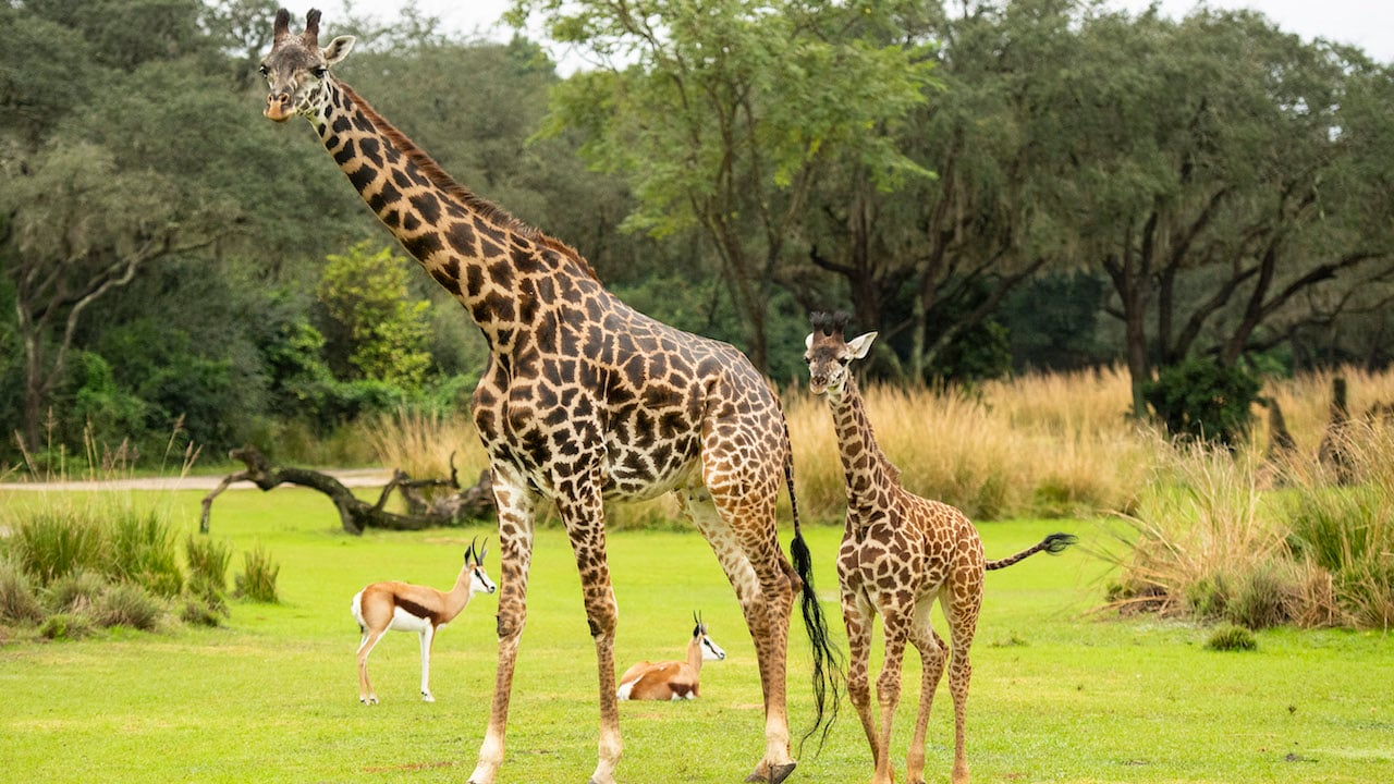Introducing Amira, the Newest Giraffe Calf at Disney's Animal Kingdom |  Disney Parks Blog