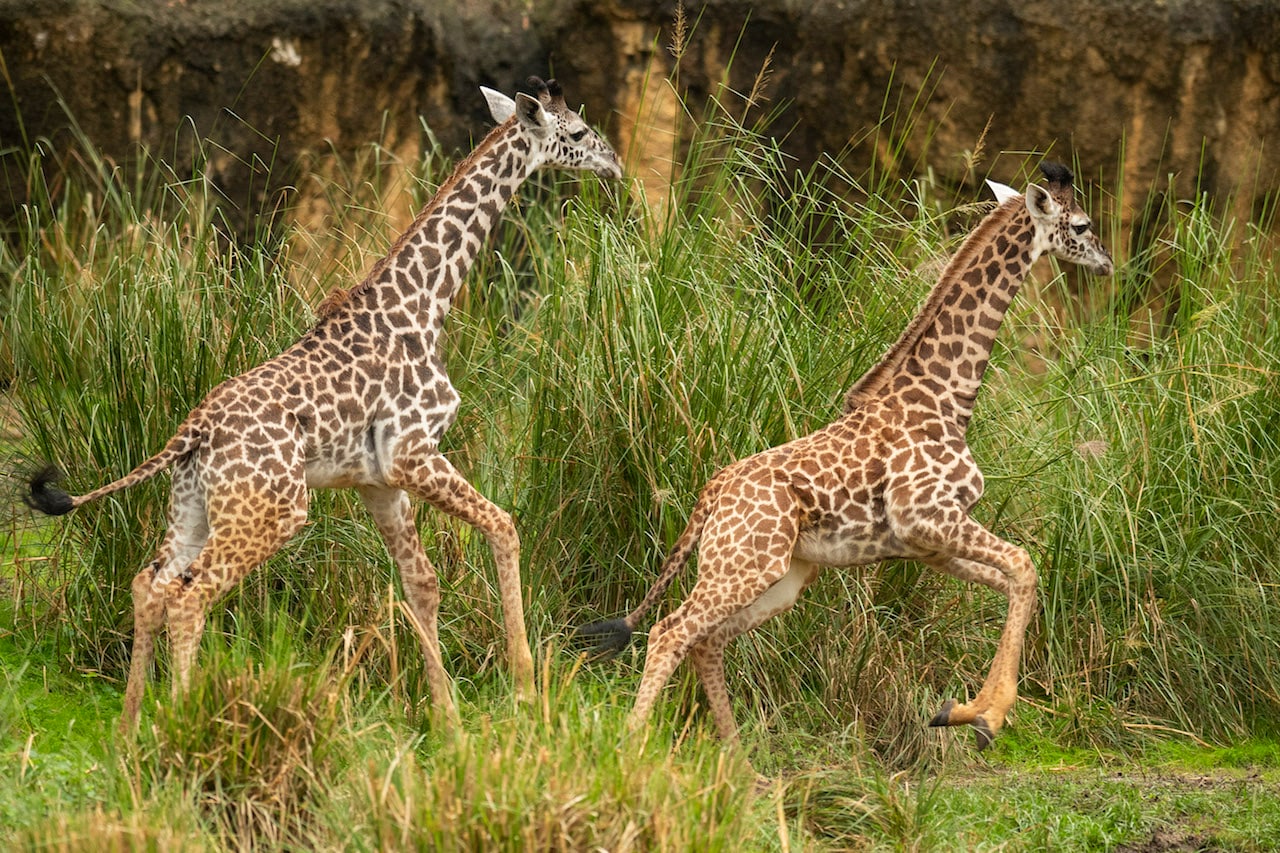 Amira, the Newest Giraffe Calf at Disney’s Animal Kingdom