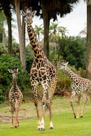 Amira, the Newest Giraffe Calf at Disney’s Animal Kingdom