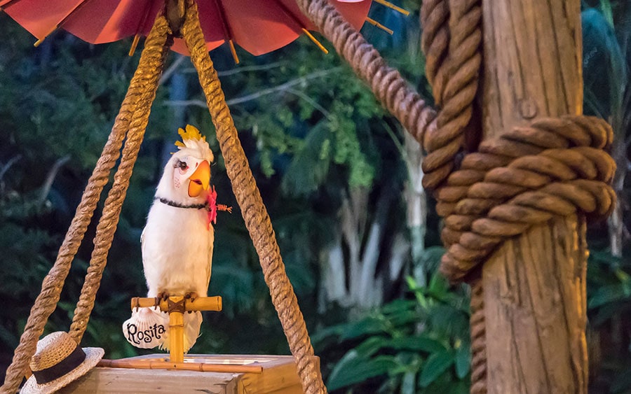 Rosita the cockatoo