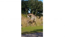 New Masai Giraffe Calf Born at Disney's Animal Kingdom