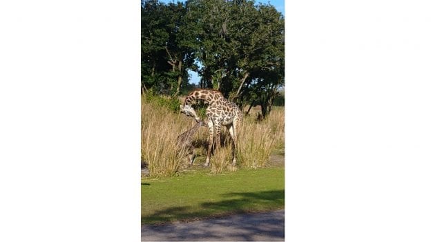 New Masai Giraffe Calf Born at Disney's Animal Kingdom