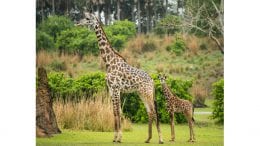 Celebrate Jabari’s Arrival at Disney’s Animal Kingdom