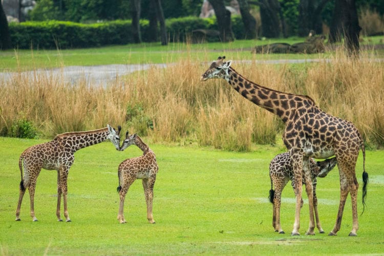 Giraffe Calf Joins Herd on Disney's Animal Kingdom Savanna