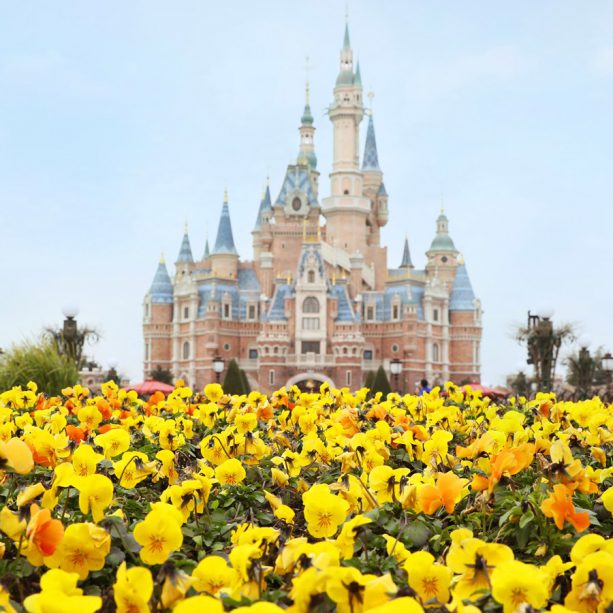 Flowers in bloom at Shanghai Disneyland