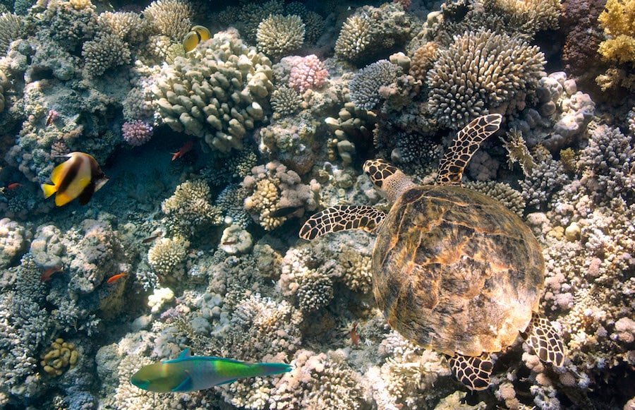 Coral reefs of the Red Sea