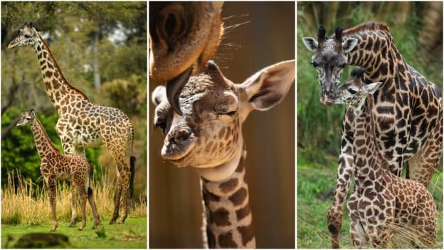 Masai giraffe calves and their mothers at Disney’s Animal Kingdom