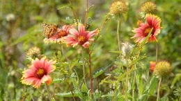 Butterfly on a flower