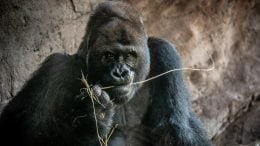 Gino, the adult male leader of our family troop of western lowland gorillas at Disney's Animal Kingdom