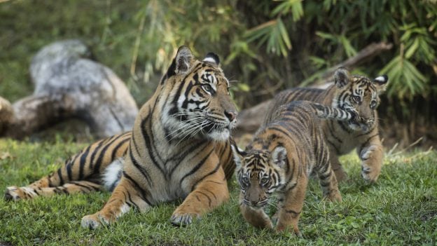 Sumatran tiger cubs, Jeda and Anala at Disney's Animal Kingdom