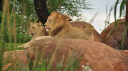 The Lion King “Protect the Pride” campaign