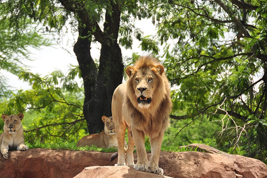 Lions at Disney’s Animal Kingdom