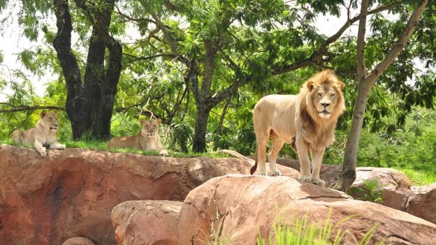 lion at Disney's Animal Kingdom