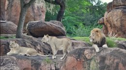 Lions at Disney's Animal Kingdom