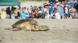 12th Annual Tour de Turtles at Disney's Vero Beach Resort