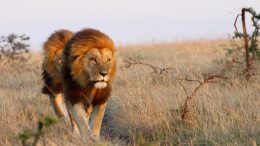 Lions; Photo Credit: Peter Lindsey