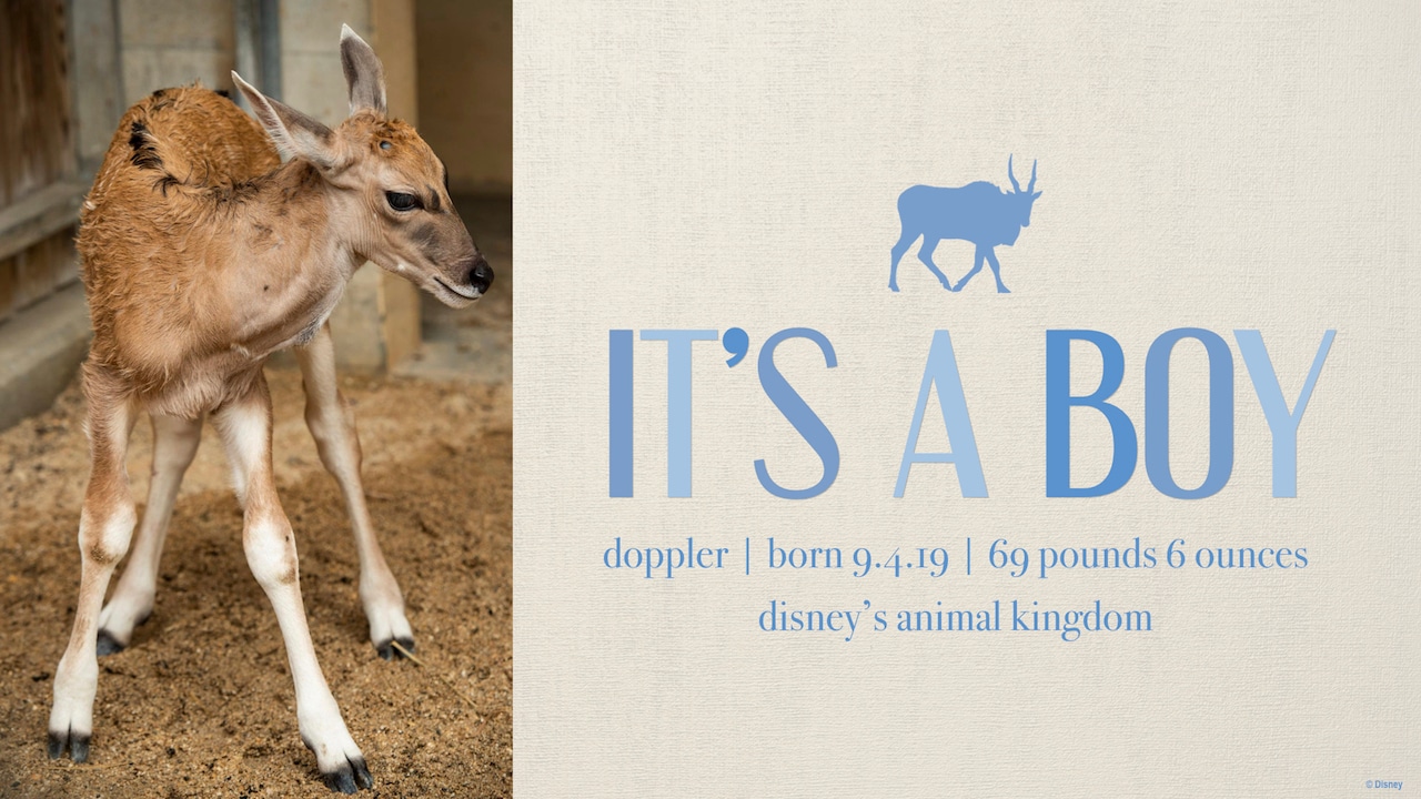 Baby Eland Arrives Post-Storm at Disney's Animal Kingdom