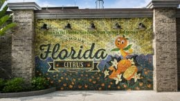 New Orange Bird Wall at Disney Springs
