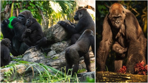 Gorillas at Disney's Animal Kingdom