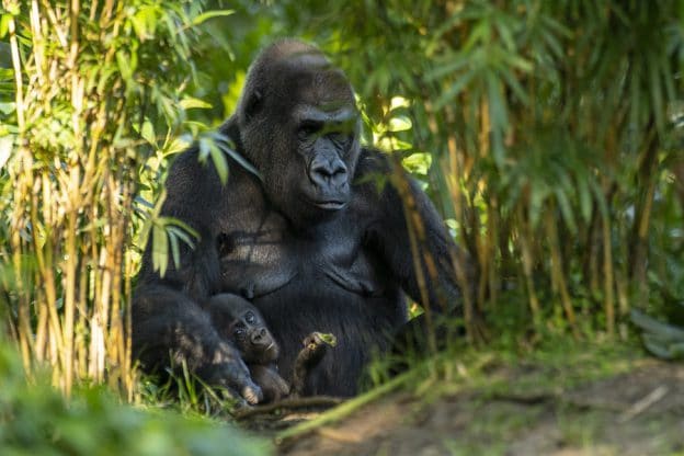 Amazing Grace – Celebrating World Gorilla Day | Disney Parks Blog