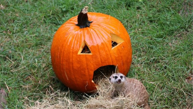 Wildlife Wednesday: Playing with Pumpkins | Disney Parks Blog