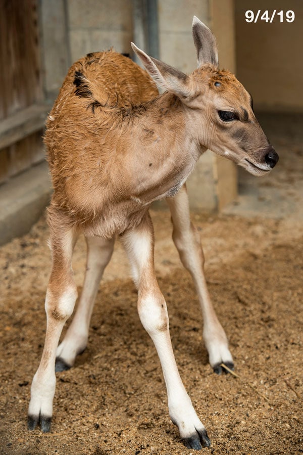 Young eland named Doppler at Disney's Animal Kingdom Park - photographed on 9/4/19