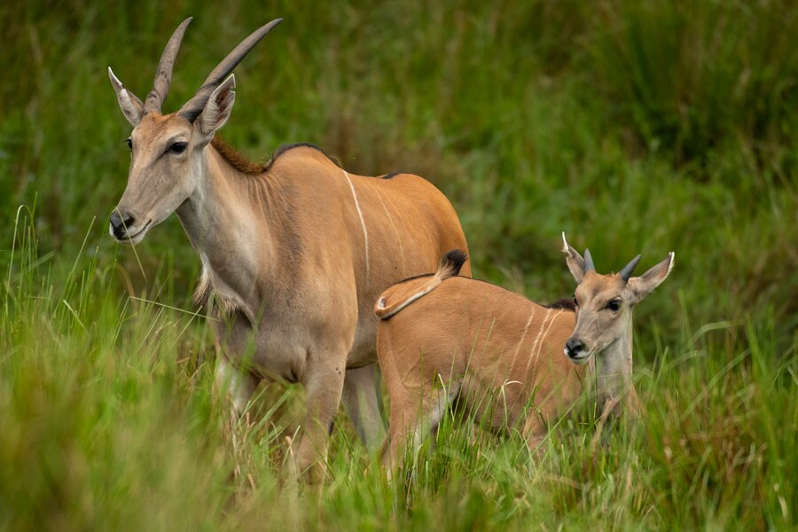 Young eland Doppler and his mom explore Kilimanjaro Safaris savanna at Disney's Animal Kingdom Park