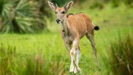 Young eland, Doppler, makes his debut onto the Kilimanjaro Safaris savanna at Disney's Animal Kingdom Park
