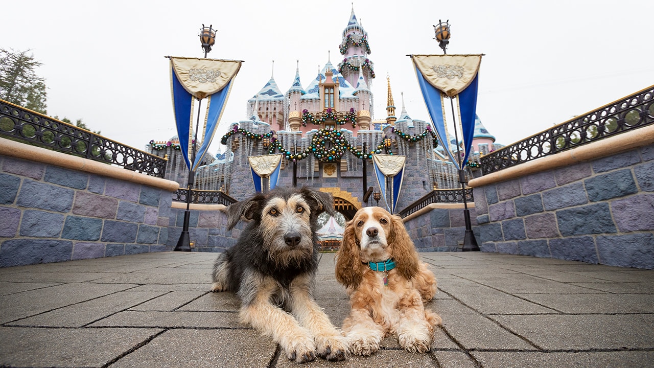 Lady and the Tramp' Stars Celebrate Disney+ Film With A Tail-Wagging Good  Time at Disneyland Park