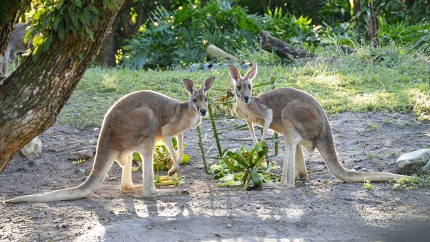 Red kangaroos at Disney's Animal Kingdom