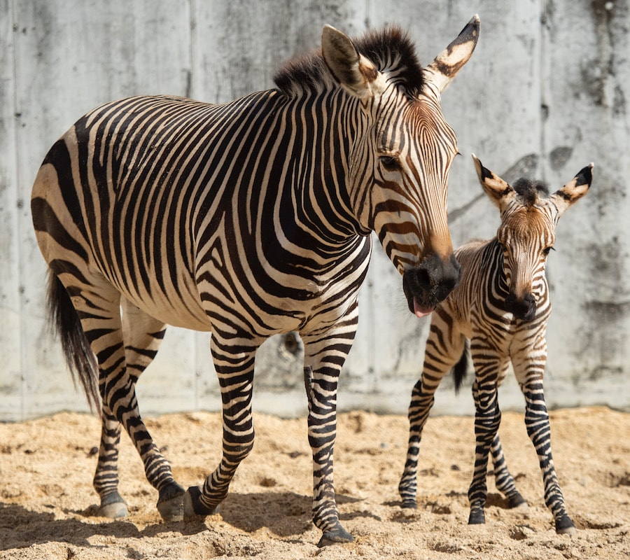 New Baby Animals Born at Disney's Animal Kingdom