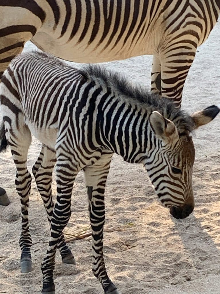 Heidi and her new baby foal at Disney's Animal Kingdom