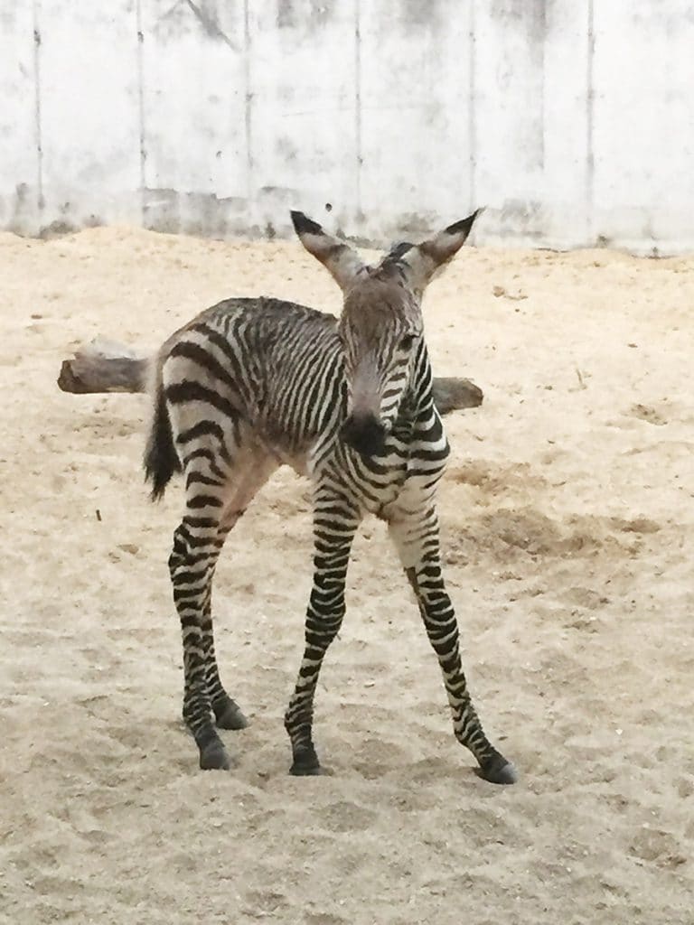 Animal Kingdom Welcomes Zebra Foal 