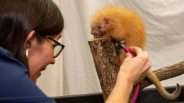 Disney veterinarian Dr. Natalie examines the newest addition to Disney’s Animal Kingdom, a baby prehensile tailed porcupine.