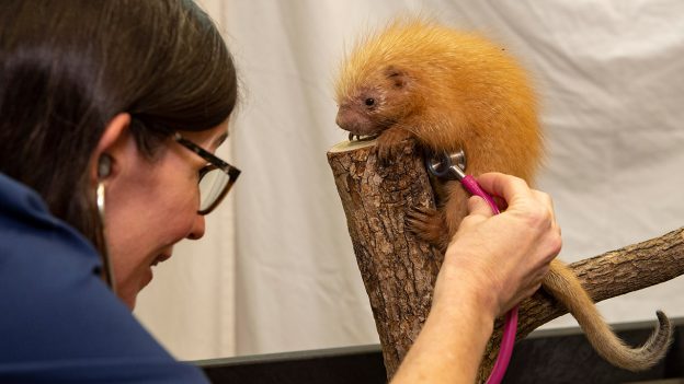 Disney veterinarian Dr. Natalie examines the newest addition to Disney’s Animal Kingdom, a baby prehensile tailed porcupine.