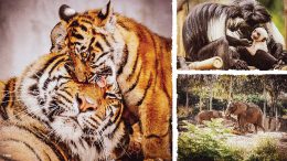 Majestic Animal at Walt Disney World Resort