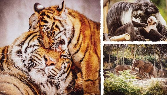 Majestic Animal at Walt Disney World Resort