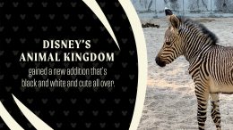 Disney's Animal Kingdom gained a new addition that's black and white and cute all over.