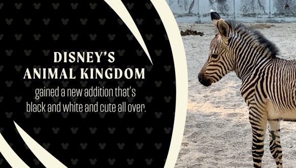 Disney's Animal Kingdom gained a new addition that's black and white and cute all over.