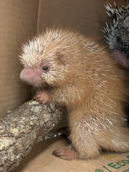 Shelly the Porcupette