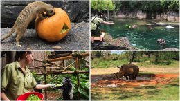 collage of animals at Disney's Animal Kingdom