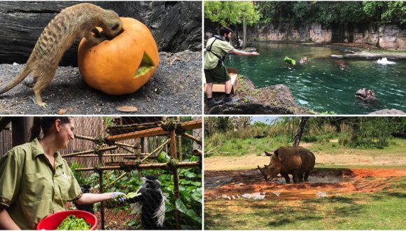 collage of animals at Disney's Animal Kingdom