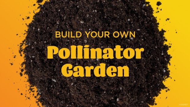 Learn How to Create a Pollinator Garden for Your Home from Walt Disney World Expert