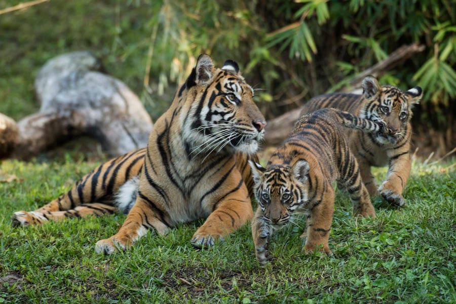 4-month-old baby Sumatran tigers, Anala and Jeda