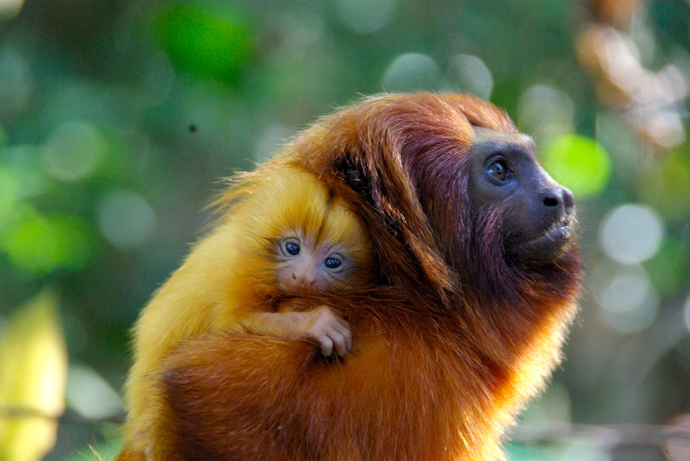 Adult cotton-top tamarin carrying an infant