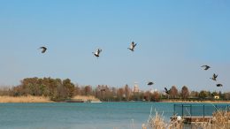 Birds in Wishing Star Park at Shanghai Disney Resort