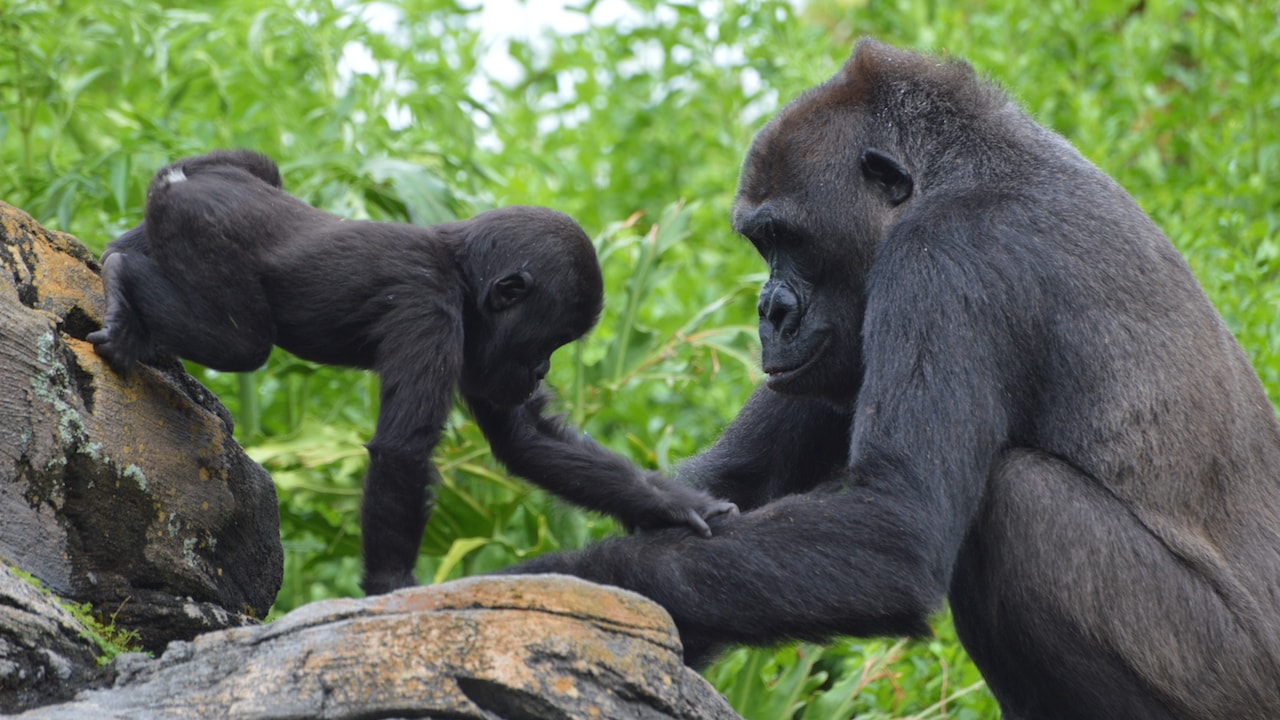 #DisneyMagicMoments: Wish Grace from the Disney’s Animal Kingdom Gorilla Family a Happy 1st Birthday! thumbnail