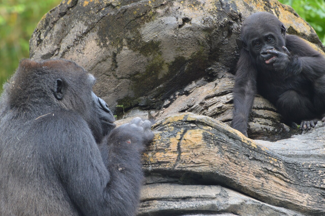 Western lowland gorilla Grace and mother Kashata at Disney's Animal Kingdom