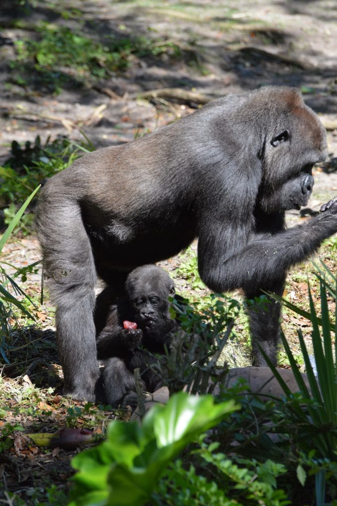 Western lowland gorilla Grace and mother Kashata at Disney's Animal Kingdom