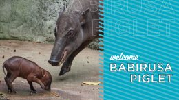 Babirusa piglet